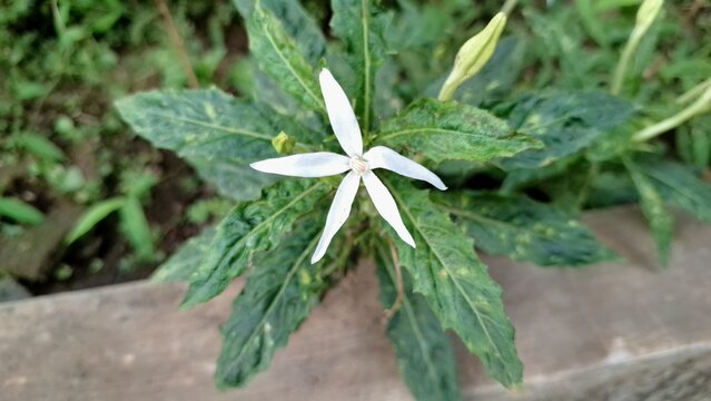 Blooming Hippobroma longiflora with its distinctive white petals, a plant containing alkaloids and terpenoids, presented as a natural wallpaper with a focus on its botanical details