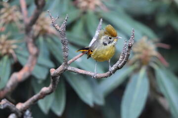 The bar-throated minla or chestnut-tailed minla (Actinodura strigula), or even bar-throated siva, is a species of bird in the laughingthrush and babbler family Leiothrichidae. 