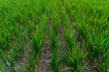 Obraz premium Lush green rice plants stand in tidy rows within a fertile field under bright sunlight. The soil is rich and well-tilled, showcasing agricultural care