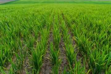 Obraz premium Vibrant rows of young rice plants thrive in fertile soil, bathed in sunlight. The expansive field showcases the beauty of agriculture and nature in harmony