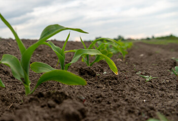 Rows of young corn plants are emerging from dark, fertile soil, reaching for the clouds above as...