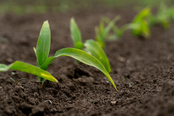 Young corn plants are emerging from rich, dark soil in a farming field during the early morning. The atmosphere is lively with the promise of growth