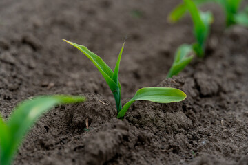 Small corn seedlings are breaking through the rich, dark soil in a farm field during the spring season, signaling the start of growth and cultivation