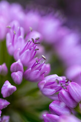 Obraz premium Blossoms of velvet German garlic (allium lusitanicum)