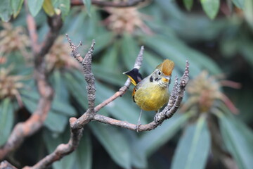 The bar-throated minla or chestnut-tailed minla (Actinodura strigula), or even bar-throated siva, is a species of bird in the laughingthrush and babbler family Leiothrichidae. 