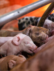 Young piglets nursing on modern farm