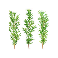 Obraz premium Three Sprigs of Fresh Rosemary Herb Isolated on Transparent Background