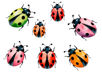 Set de catarinas estilo acuarela, aisladas sobre fondo transparente. PNG.