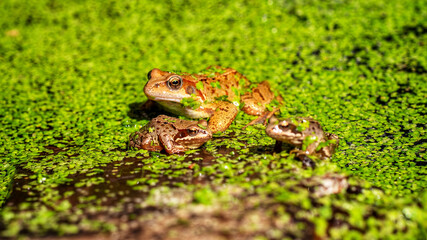 Frogs in a garden pond