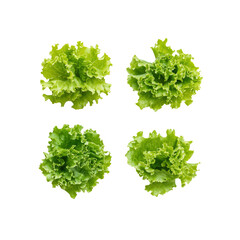 Obraz premium Four Fresh Green Lettuce Heads Isolated on Transparent Background
