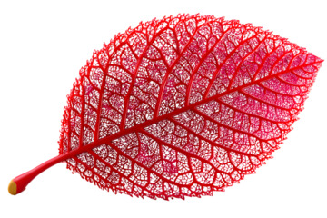 Red Leaf Vein Detail Nature Macro Photography Botanical Texture Background