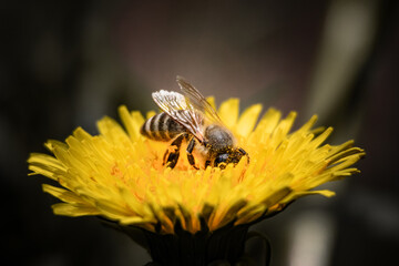 Macro shot of a honey bee covered in pollen while feeding on a bright yellow dandelion flower. Perfect for eco-friendly campaigns, pollination themes, or natural product branding