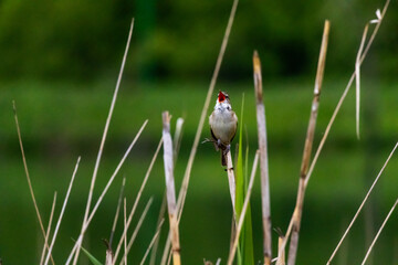 Great reed warbler singing energetically from tall grass, surrounded by vibrant green background. Wildlife photography with strong emotional impact