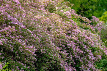 Selective focus white pink flowers in garden with green leaves, Linnaea amabilis or Kolkwitzia amabilis (beauty bush) is a species of flowering plant in the family Caprifoliaceae, Natural background.