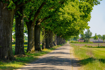 Obraz premium Countryside road landscape in spring, Line of trees trunks with green leaves along the small street, Gelderland province in the centre-east of the country, The border between Netherlands and Germany.
