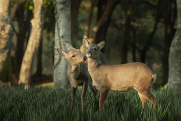 roe deer
