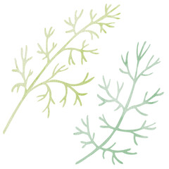 Two decorative branches. Hand-drawn watercolor illustration of a cosmos bipinnatus isolated on white background. Perfect for botanical prints, minimalist home decor, romantic greeting cards, etc.