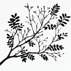 Obraz premium Black silhouette of a branch with leaves and buds on a white background 