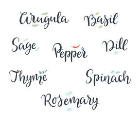 Vector hand written kitchen herbs and spices lettering collection. 