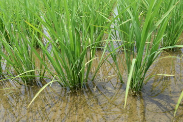Obraz premium 田植え１ヶ月後の水田