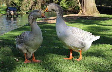 Two elegant domestic geese standing on lush green grass near a pond in bright sunlight, facing each other with vibrant orange feet and patterned feathers, peaceful park wildlife scene