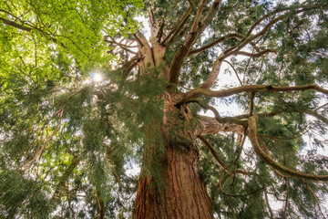Upward view of huge red cedar tree