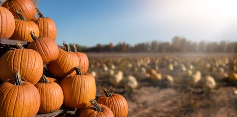 Acrylglasbilder Braun A display of orange pumpkins with defocused pumpking patch field in the background  © Julia