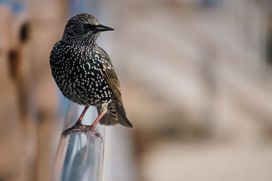 European Starling on a railing - Powered by Adobe