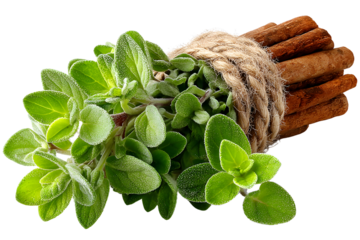 Fresh Oregano and Cinnamon Sticks Bundle Natural Herbs and Spices