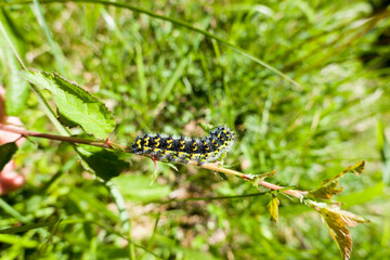 Raupe des Kleinen Nachtpfauenauges (Saturnia pavonia)