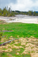 Lush Growth of Grasses Living in Hot Spring Runoff