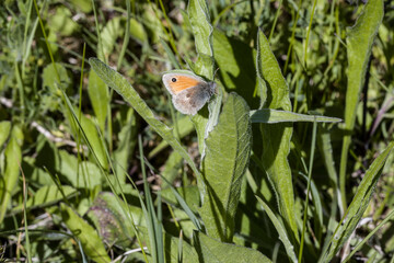 Kleine Wiesenvögelchen (Coenonympha pamphilus)