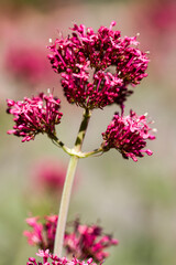 Obraz premium Rote Spornblume (Centranthus ruber)