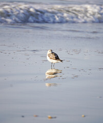 Sandpiper in the surf