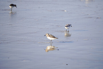 Sandpipers in the surf