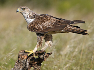 poderosa aguila fasciata en españa