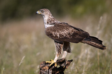 aguila fasciata en el campo