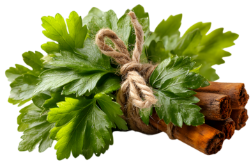 Fresh Parsley and Cinnamon Sticks Bundle Tied with Twine