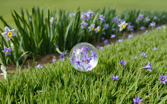Fresh summer blooming flowerbed with lilac daffodils and clear water drop with reflection. Grass with purple flowers, decorative creative picturesque garden background, wallpaper