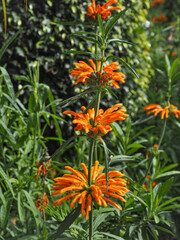 Dagga flower, close up. Leonotis leonurus, also known as lion's tail is large shrub, broadleaf,...