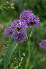 Purple allium flowers bloom in a lush green park during springtime. The vibrant flowers stand tall among the grass, vertical