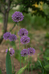 Obraz premium Purple allium flowers bloom in a park during springtime. The vibrant flowers stand tall among green foliage, creating a colorful scene in nature.