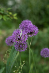 Purple allium flowers bloom in a lush green park during springtime, vertical