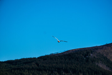 seagulls in flight
