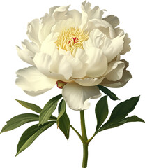 Blooming peony flower isolated on a transparent background. Vintage painting style illustration. © Anna