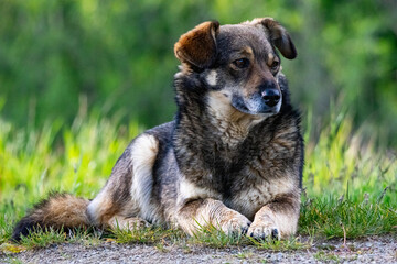 A stray dog captured lying on grass with a serene look, evoking empathy and warmth. Perfect for pet...