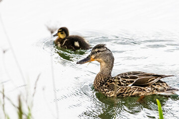 Close-up of a fluffy duckling swimming near its mother on calm water, capturing a tender moment in nature, perfect for animal and emotional visuals