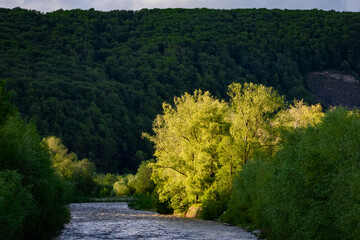 Golden evening sunlight reflects in calm lake water with willow trees and forested mountain background, capturing the serene beauty of nature during golden hour