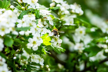 Back view of a bee pollinating white hawthorn flowers in lush spring greenery, captured in motion.