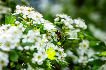 A close-up view of a honeybee pollinating hawthorn blossoms, illustrating the symbiosis between...
